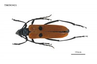 藏品(雙斑紅翅天牛(雙紋梨天牛))的圖片